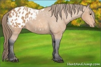 Horse Color:Buckskin Blanket 