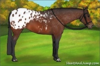 Horse Color:Bay Appaloosa