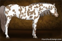 Horse Color:Liver Red Dun Appaloosa 