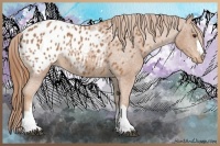 Horse Color:Chestnut Appaloosa 