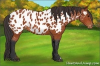 Horse Color:Bay Appaloosa 