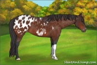 Horse Color:Bay Appaloosa 