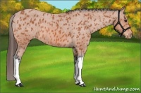 Horse Color:Bay Appaloosa 
