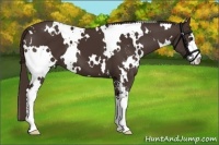 Horse Color:White Spotted Liver Chestnut Sabino 