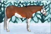 Horse Color:Bay Sabino Splash 