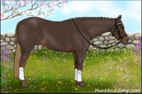Horse Color:Liver Chestnut 