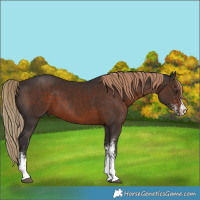 Horse Color:White Spotted Liver Chestnut 