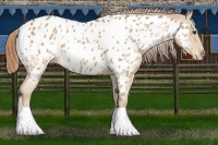 Horse Color:Chestnut Appaloosa