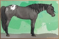 Horse Color:Black Appaloosa 