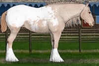 Horse Color:Chestnut Snowcap