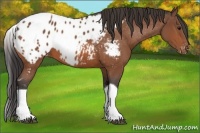 Horse Color:Bay Tobiano Appaloosa