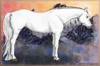 Horse Color:Gray Red Dun Appaloosa 