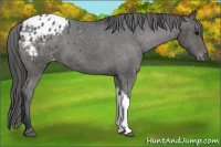 Horse Color:Black Appaloosa