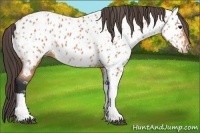 Horse Color:Bay Appaloosa