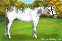 Horse Color:White Spotted Smoky Grullo Splash Rabicano
