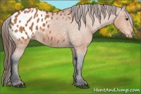 Horse Color:Bay Appaloosa