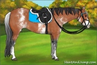 Horse Color:White Spotted Bay 