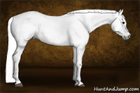Horse Color:Gray Black Appaloosa