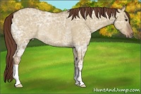 Horse Color:Red Dun Ice Rabicano 