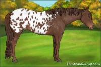 Horse Color:Liver Chestnut Appaloosa 