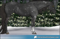 Horse Color:Liver Chestnut Sabino