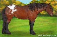 Horse Color:Brown Appaloosa 