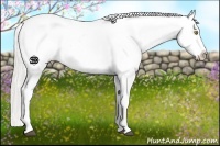 Horse Color:Silver Buckskin Blanket
