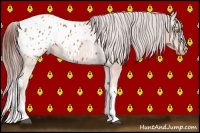 Horse Color:Chocolate Bay Sabino Tobiano Appaloosa 