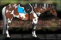 Horse Color:White Spotted Bay 
