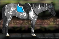 Horse Color:White Spotted Blue Roan 