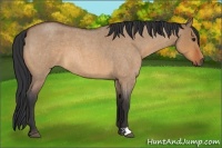 Horse Color:Bay Roan Dun