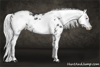 Horse Color:Silver Smoky Black Chinchilla Sabino 