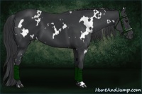 Horse Color:White Spotted Black 