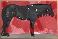 Horse Color:White Spotted Black