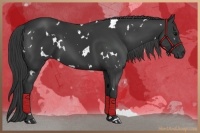 Horse Color:White Spotted Black