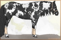 Horse Color:White Spotted Black 