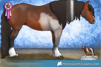 Horse Color:Bay Tobiano 