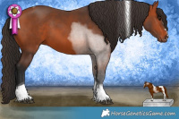 Horse Color:Bay Tobiano