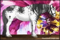 Horse Color:White Spotted Smoky Black