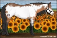 Horse Color:Buckskin Frame 