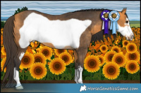 Horse Color:Buckskin Frame 