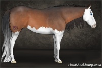 Horse Color:Brown Roan Splash 