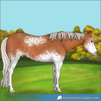 Horse Color:White Spotted Silver Brown