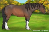 Horse Color:Brown Roan