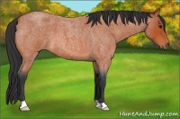 Horse Color:Bay Roan
