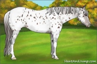 Horse Color:White Spotted Bay Appaloosa 