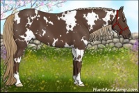 Horse Color:White Spotted Liver Chestnut