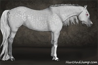 Horse Color:Silver Smoky Grullo Chinchilla 