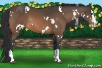 Horse Color:White Spotted Buckskin Splash 