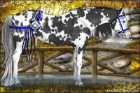 Horse Color:White Spotted Liver Chestnut Splash Blanket